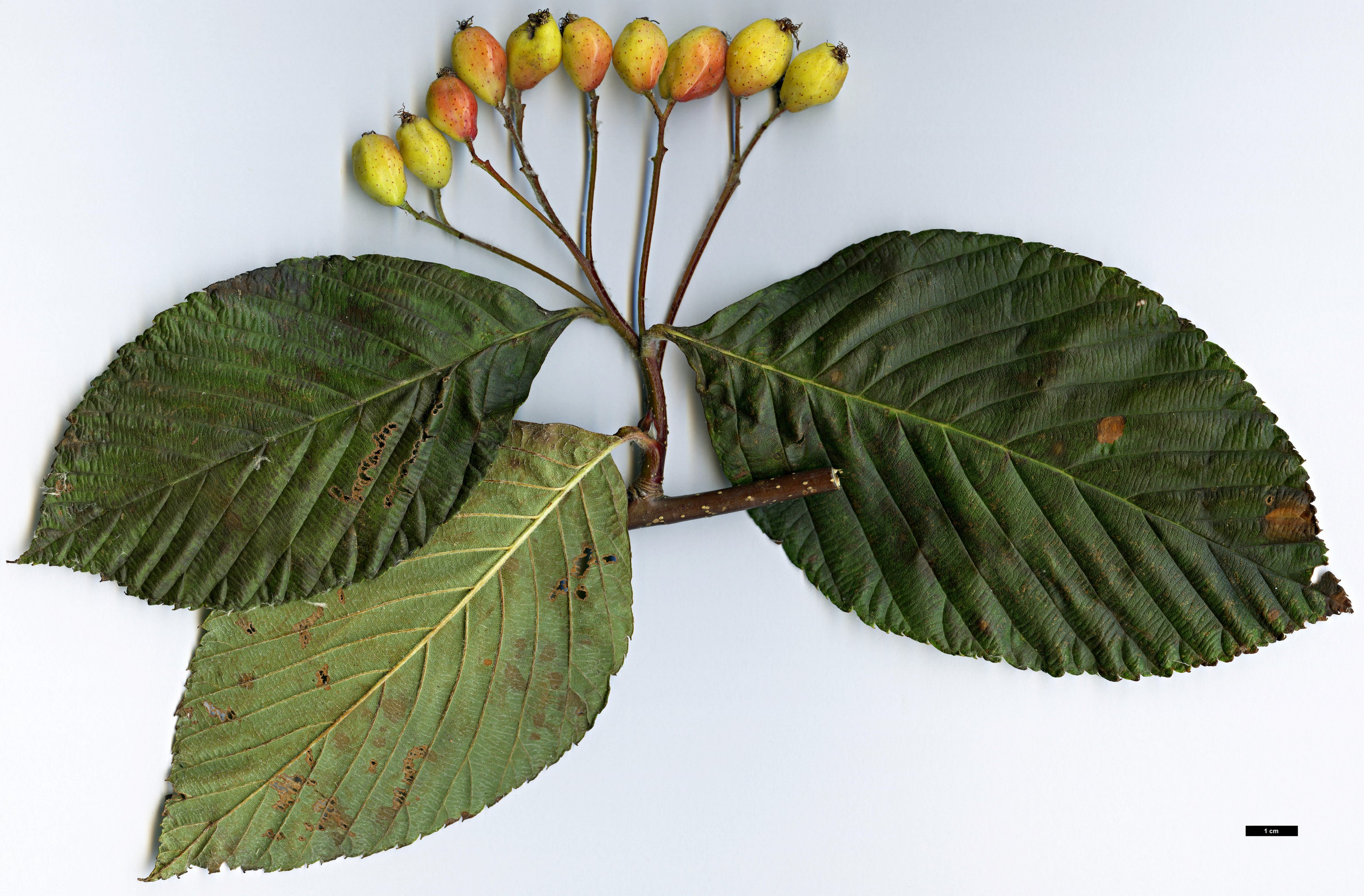 High resolution image: Family: Rosaceae - Genus: Sorbus - Taxon: heseltinei - SpeciesSub: var. glabrescens